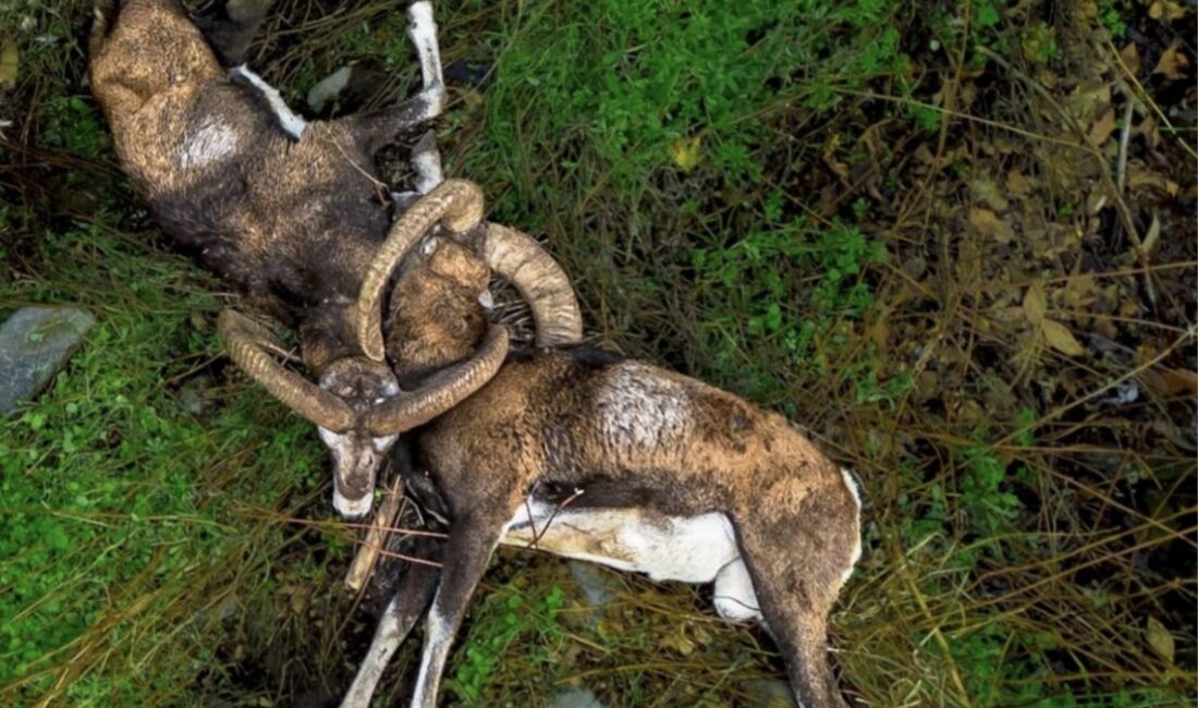 Kıbrıs’ın Trodos bölgesindeki yüksek kayalıkların eteklerinde birbirine dolanmış halde iki