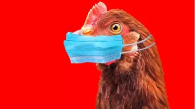 Kuş gribi (H5N1) vakaları dünya genelinde yeniden artıyor. Uzmanlar, virüsün